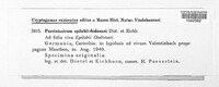 Pucciniastrum epilobii-dodonaei image
